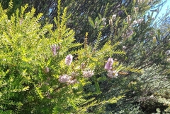 Melaleuca decussata