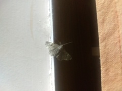 Lepidoptera