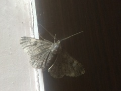 Lepidoptera