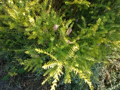 Melaleuca decussata