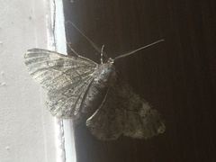 Lepidoptera