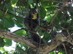 Sciurus stramineus