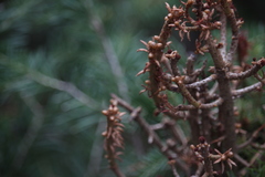 Arceuthobium douglasii
