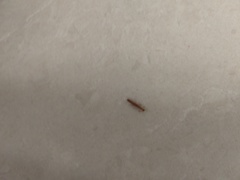 Insecta