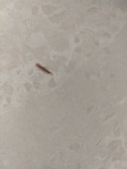Insecta