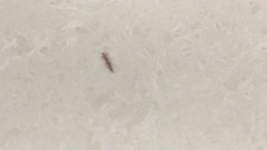 Insecta