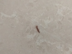 Insecta