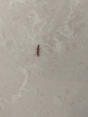 Insecta