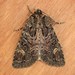 Rusty Shoulder Knot Moth - Photo (c) Janice Arndt, some rights reserved (CC BY-NC), uploaded by Janice Arndt