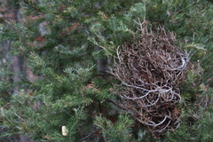 Arceuthobium douglasii