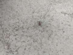 Cicindelinae