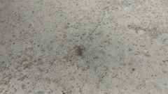 Cicindelinae