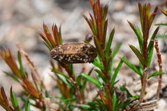Ethonion corpulentum
