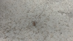 Cicindelinae