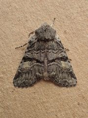 Brachylomia cascadia