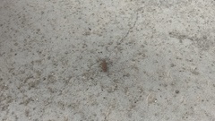 Cicindelinae