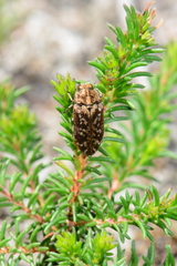 Ethonion corpulentum