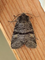 Brachylomia cascadia