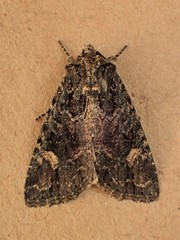 Aseptis binotata