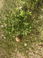 Croton bonplandianus