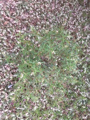 Croton bonplandianus