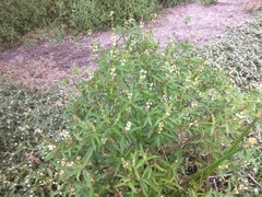 Croton bonplandianus