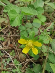 Potentilla freyniana