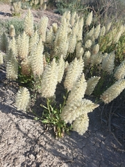 Ptilotus nobilis