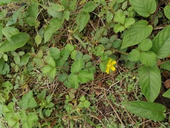 Potentilla freyniana