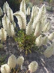 Ptilotus nobilis