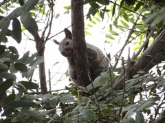Sciurus stramineus