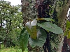 Ficus anamalayana