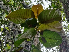 Ficus anamalayana
