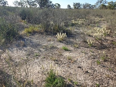 Ptilotus nobilis