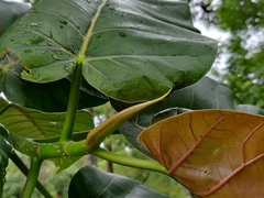 Ficus anamalayana