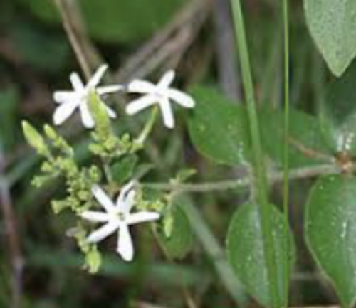 Jasminum angustifolium, 2020-11-12