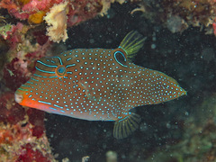 Canthigaster papua