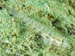 Gnatholepis cauerensis