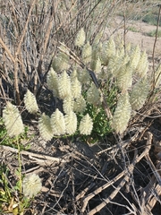 Ptilotus nobilis