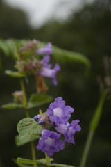 Strobilanthes sessilis