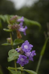 Strobilanthes sessilis