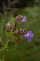 Strobilanthes sessilis