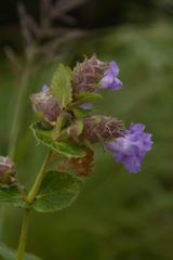 Strobilanthes sessilis