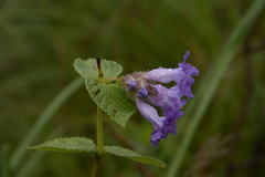 Strobilanthes sessilis