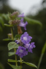 Strobilanthes sessilis