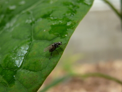 Anthomyia pluvialis