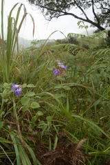 Strobilanthes sessilis