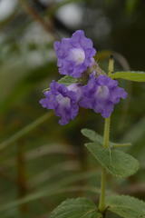 Strobilanthes sessilis