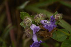 Strobilanthes sessilis