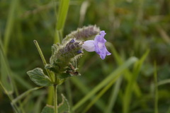 Strobilanthes sessilis